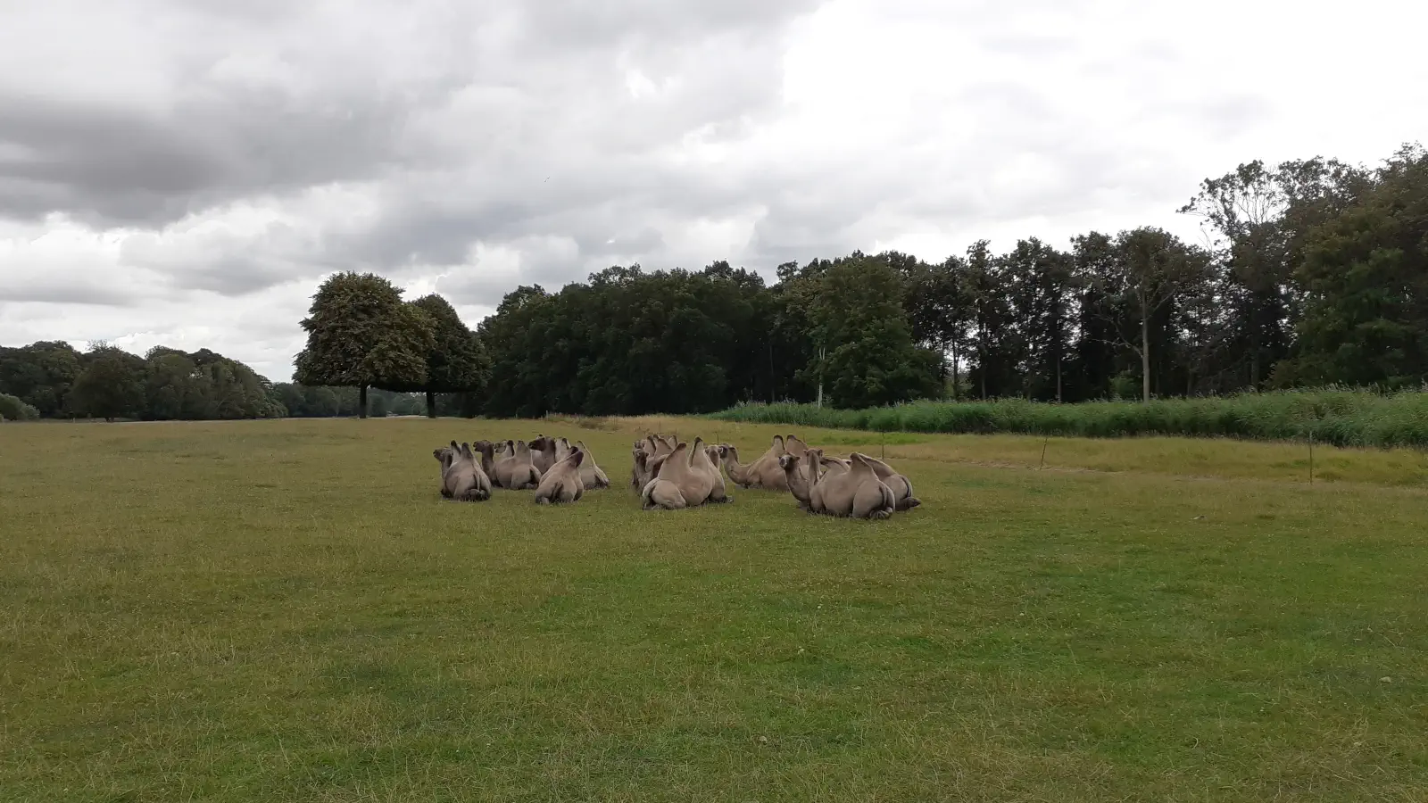 Des chameaux dans le parc safari de Knuthenborg. Tu rencontreras les chameaux pendant le safari en voiture dans le parc. 